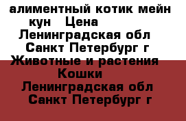 алиментный котик мейн-кун › Цена ­ 25 000 - Ленинградская обл., Санкт-Петербург г. Животные и растения » Кошки   . Ленинградская обл.,Санкт-Петербург г.